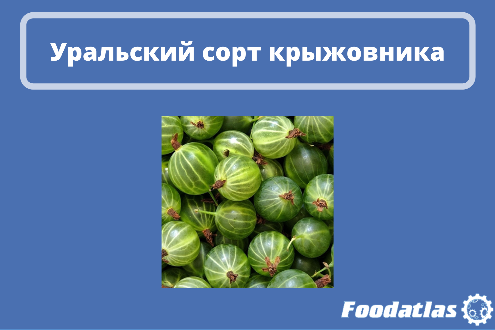 Даёт крупные плоды и выдерживает 40-градусный мороз Даёт крупные плоды и выдерживает 40-градусный мороз