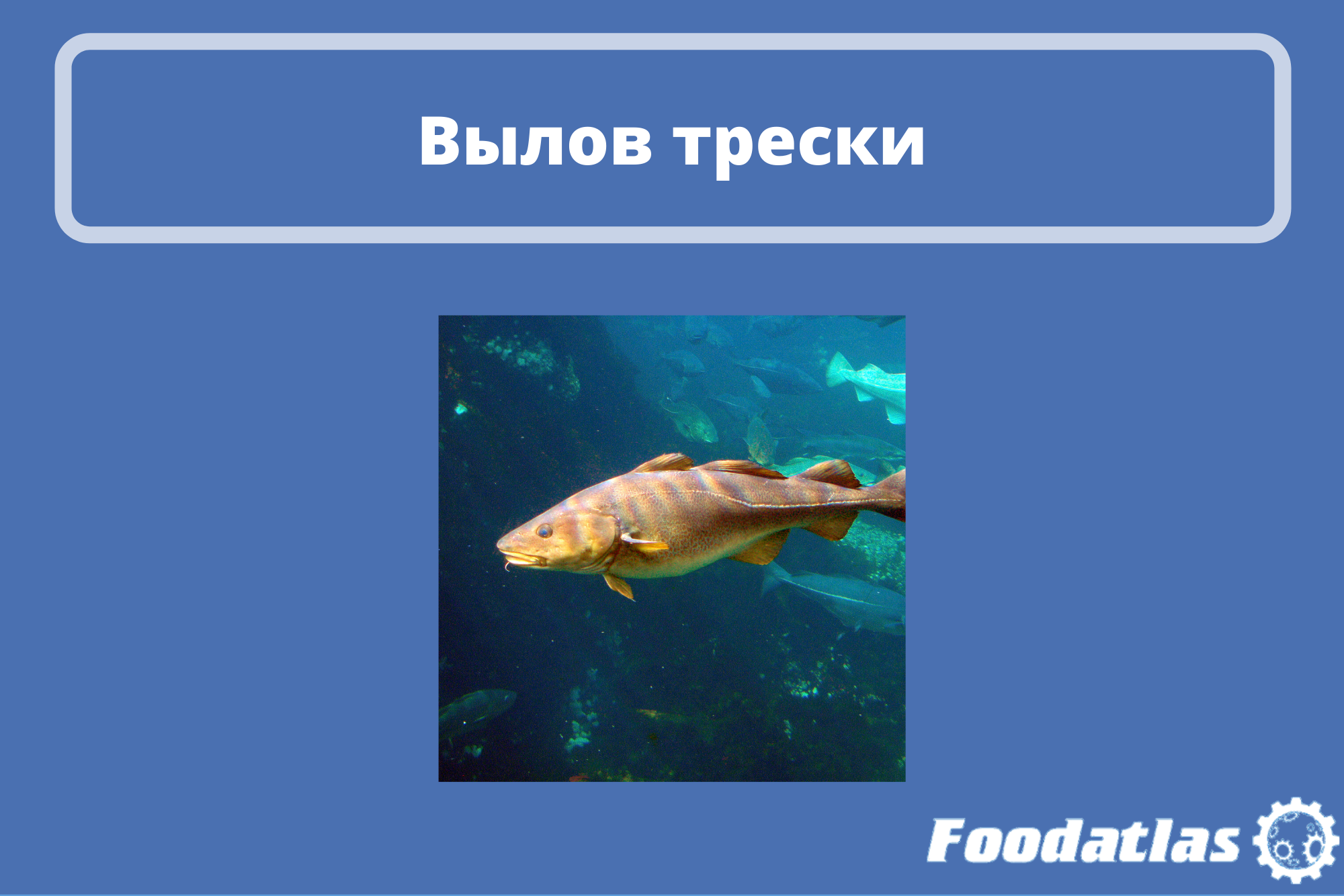 Россия и Норвегия договорились о снижении квот Россия и Норвегия договорились о снижении квот