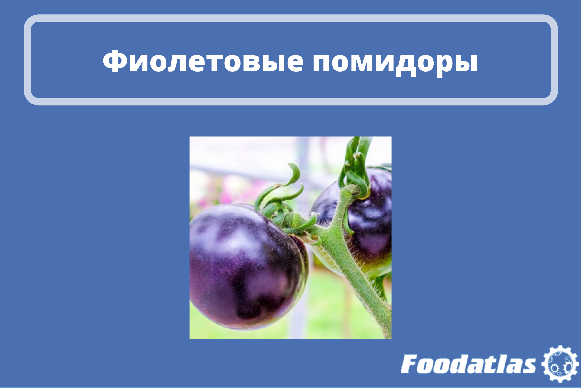 Разработка немецких учёных Разработка немецких учёных