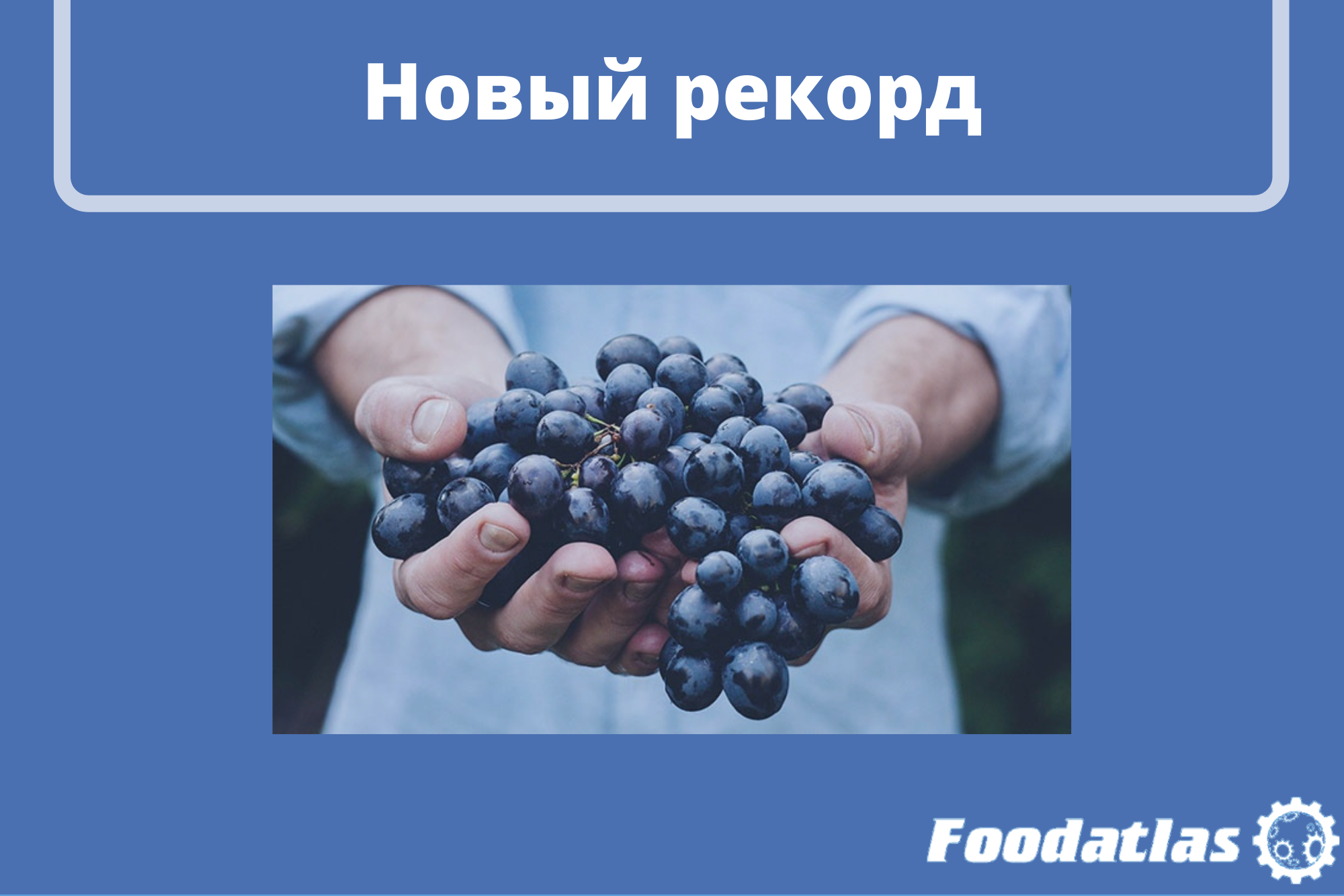 Дагестан – лидер по производству винограда Дагестан – лидер по производству винограда