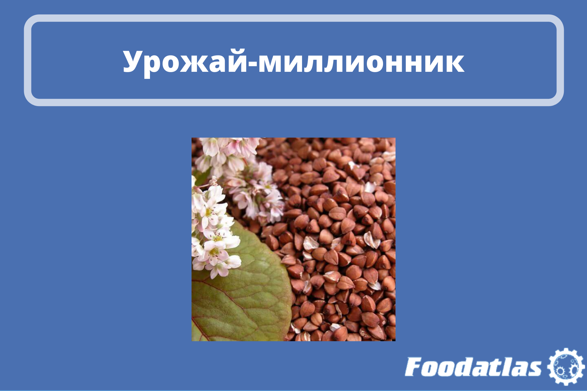 Минсельхоз сообщил о крупном урожае гречихи Минсельхоз сообщил о крупном урожае гречихи