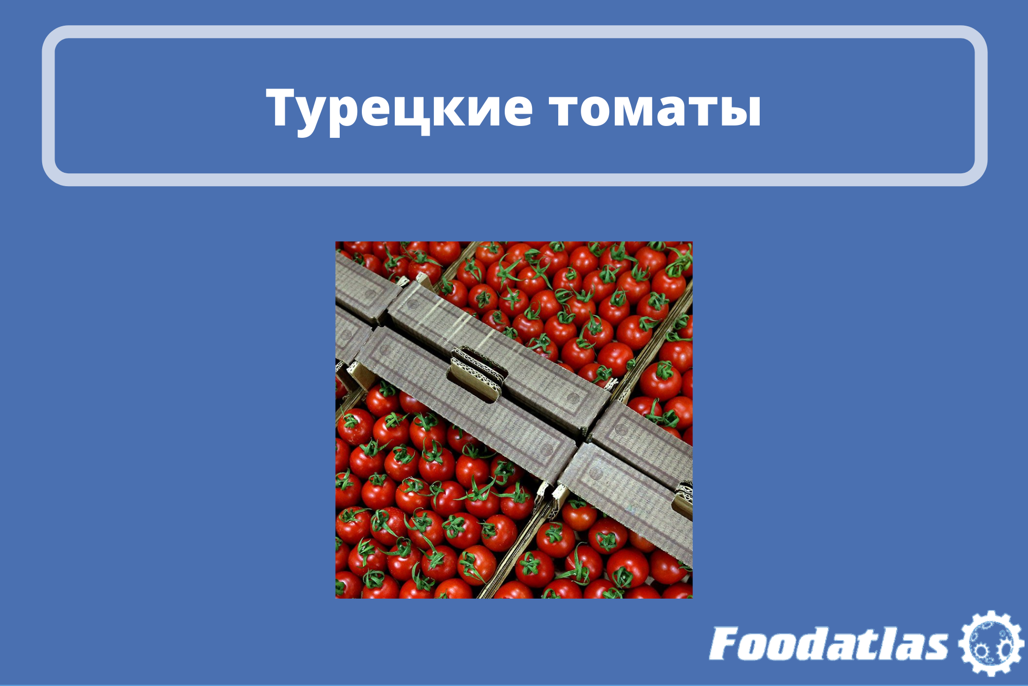 Россия сохранила статус основного покупателя этих овощей Россия сохранила статус основного покупателя этих овощей